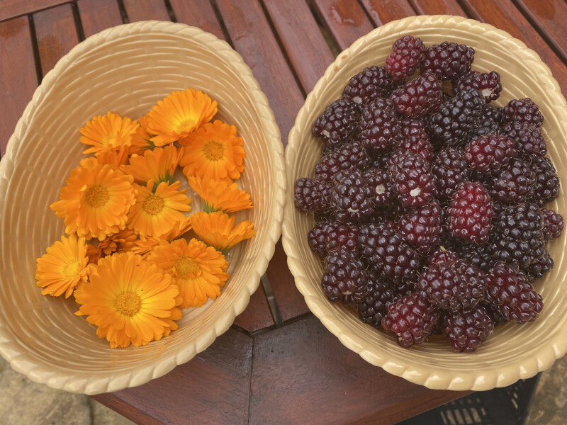The Vegetable Patch