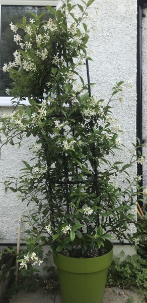 Jasmine in containers 