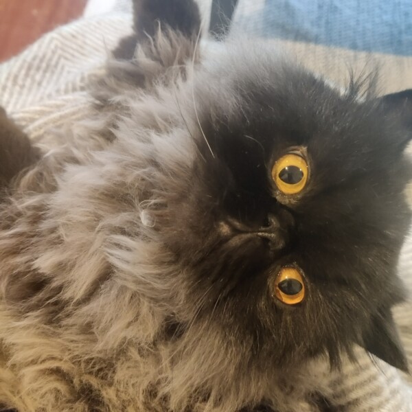 Cat ownership - honestly how difficult is it?