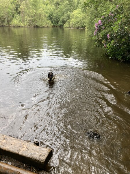 Puppy Survival Thread: muddy footprints into Spring 2022