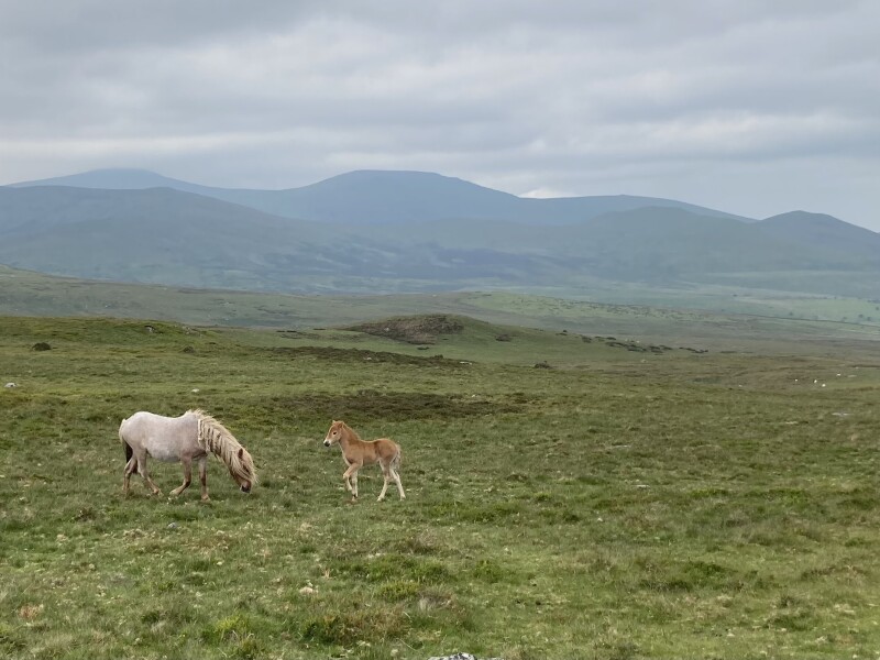 Nature Notes: the 2022 edition