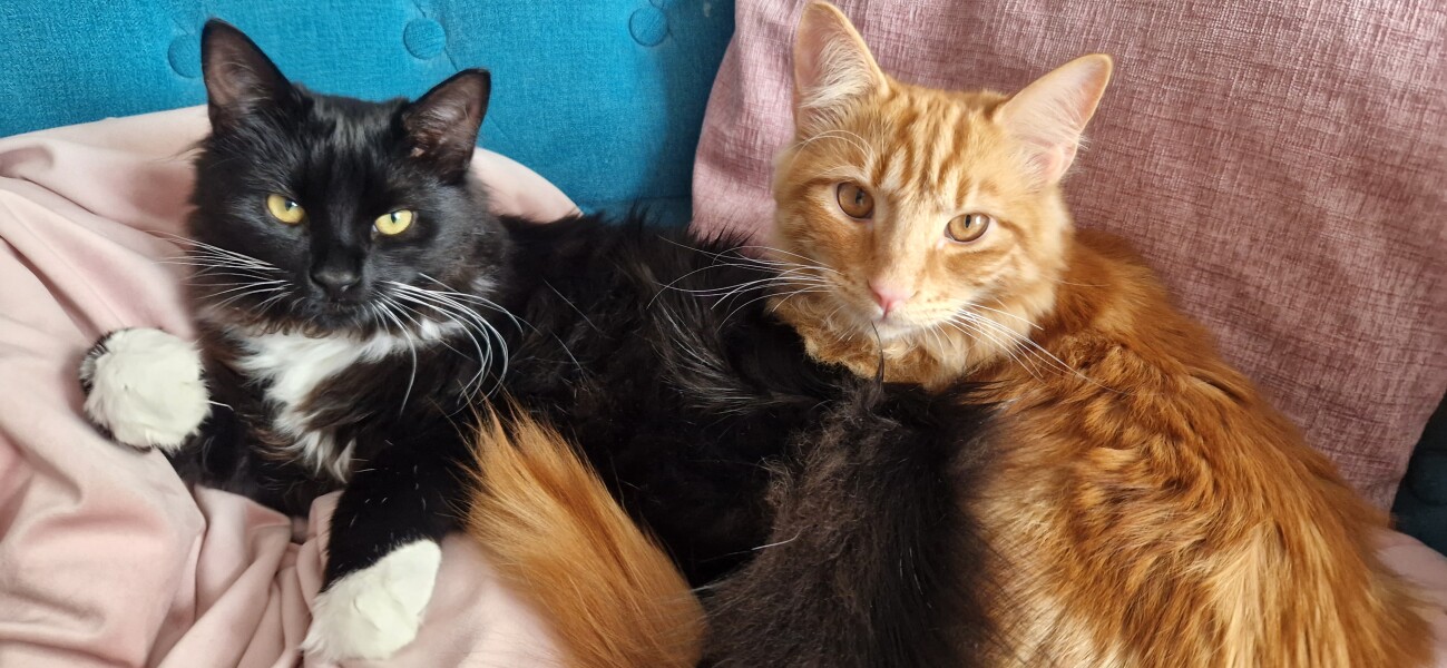 Cats don't recognise their name. How can I let them out?