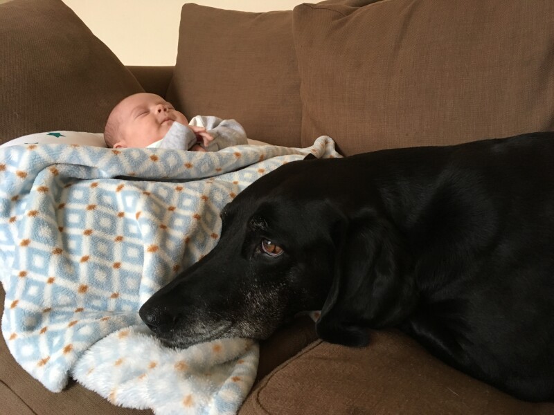 My dog is not allowed