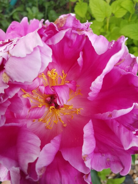 Peony flower has multiple 'centres' around the edge