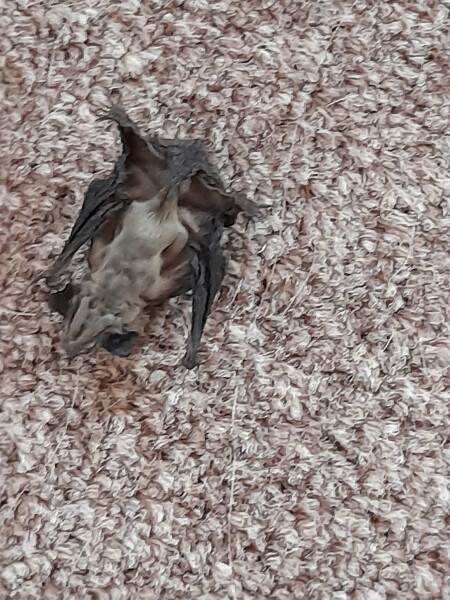 I think I'm living with bats! 