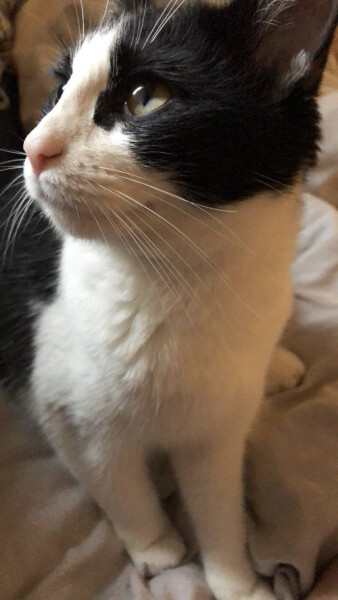 We've just picked up our new kittens!