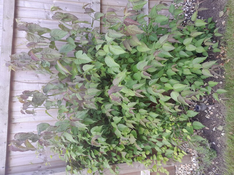 Can anyone identify this plant, please?