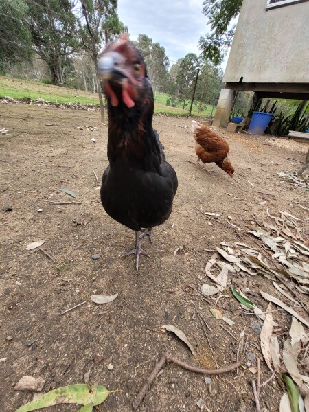 My hen came back and other reasons to celebrate 
