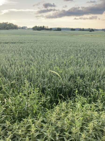 Swagger Inn 171.  Spring is just around the corner, but the HBFs still need their overcoats to keep us warm.