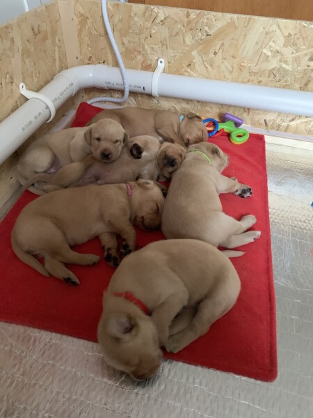 Picking out a puppy