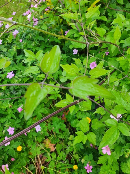 Plant ID please