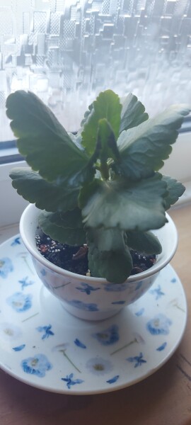 House plant ID pls (amd how to make it flower)