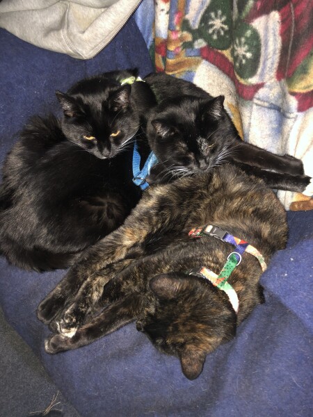 Cat ownership - honestly how difficult is it?