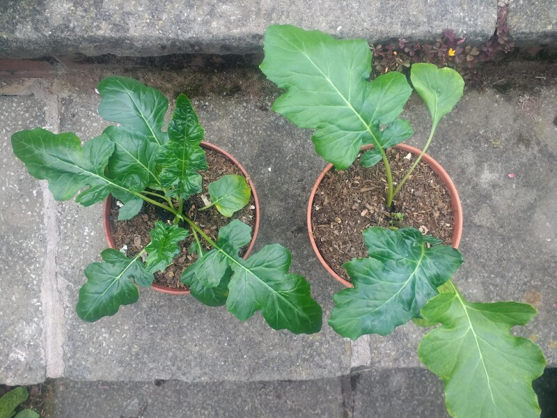 Plant ID please!
