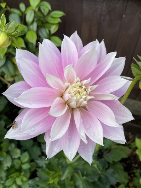 Who’s growing Dahlias this year