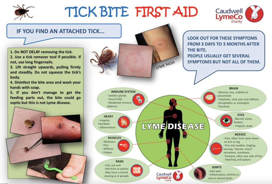 To think this is a tick? (Urgent!!)