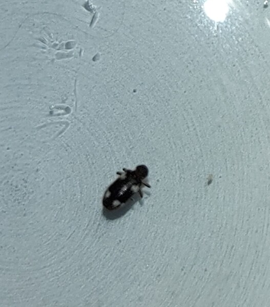 What's this critter?
