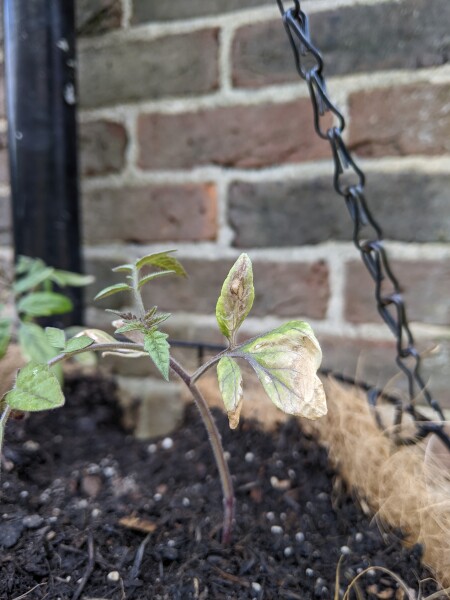 What's wrong with these tomato seedlings?