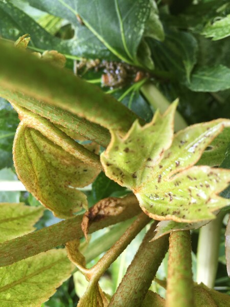Fatsia  Polycarpa Green Fingers - What do I do with this & why it’s gone like this?!