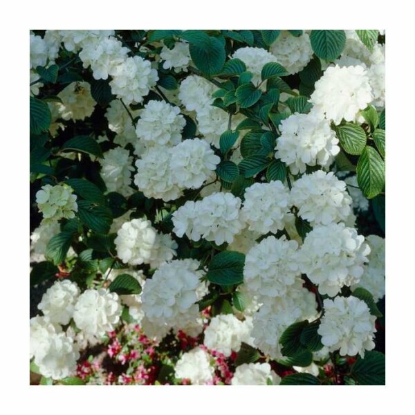 Two plant ID questions
