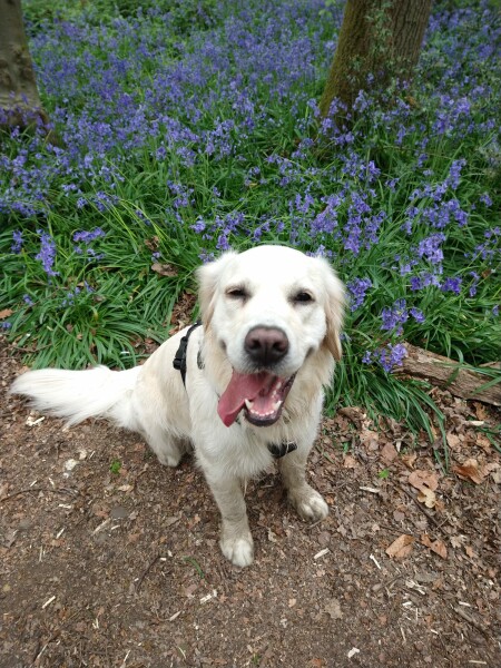 Can we share dog pictures?