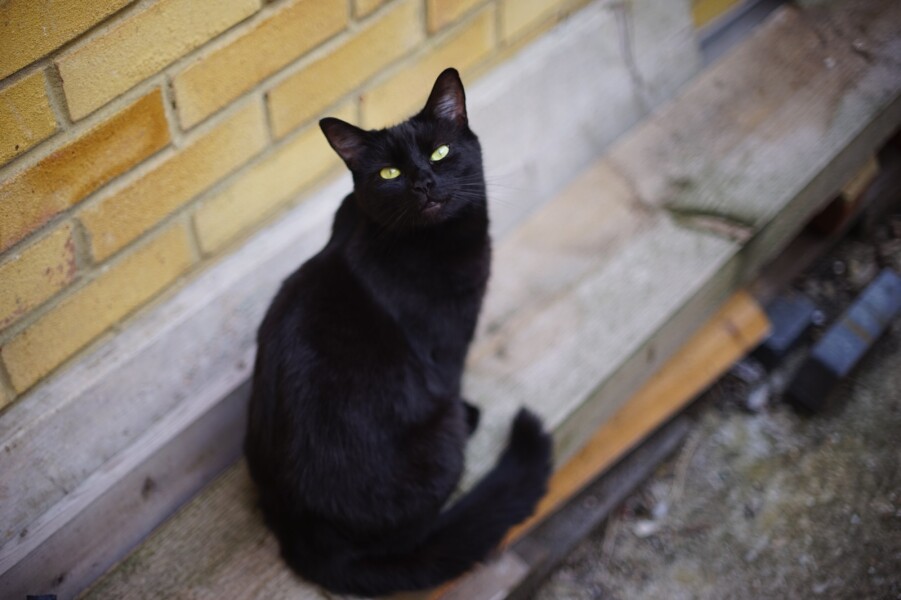 Tell me about your cats weird quirks *light hearted*