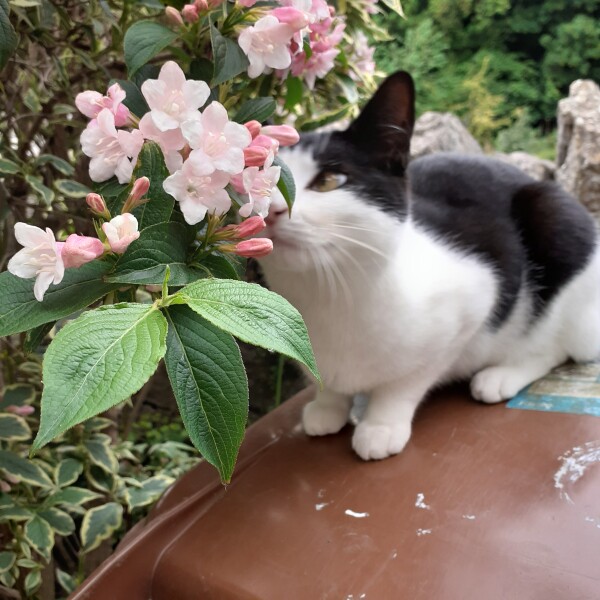 Hand hold - my wee cat is missing