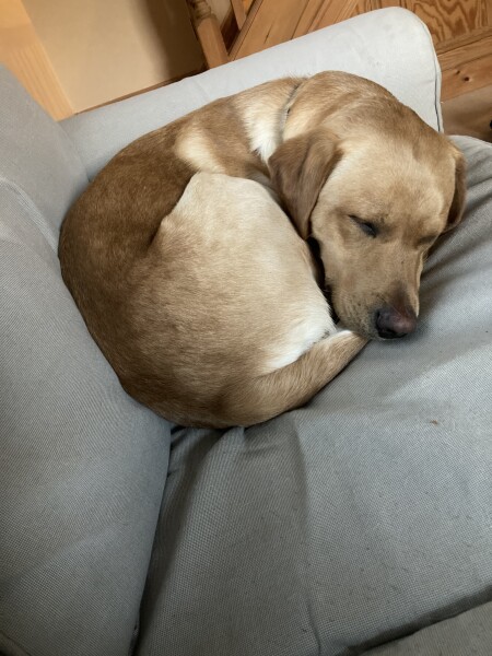 Can we share dog pictures?
