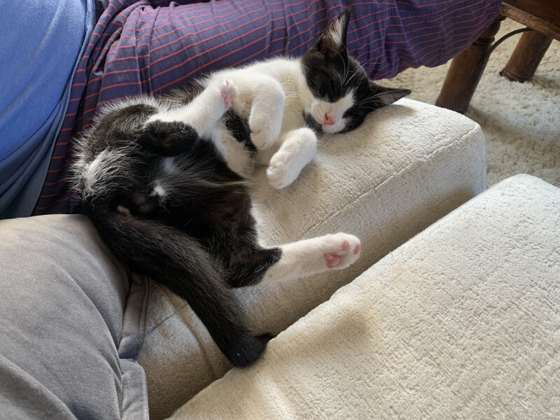 Help me name my kittens!
