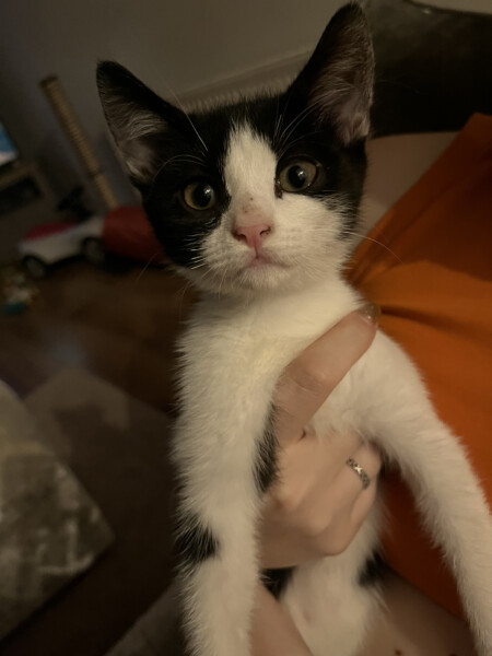 We've just picked up our new kittens!