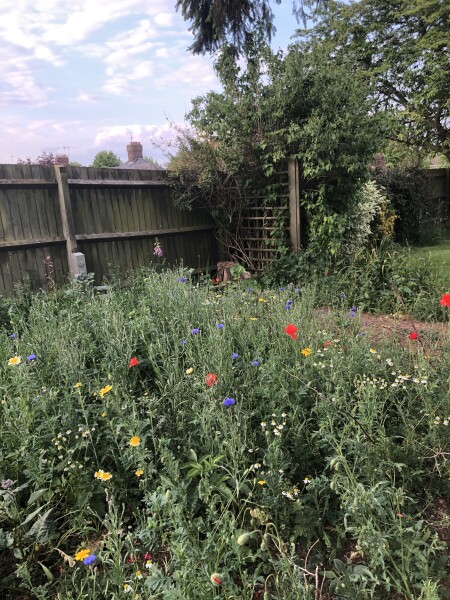 What can you plant in really poor soil?