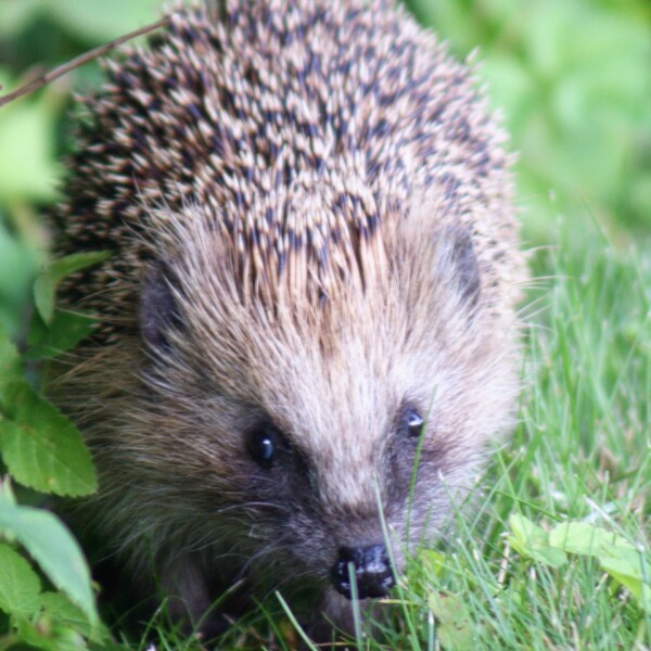 To ask you to please help hedgehogs and other wildlife prepare for winter