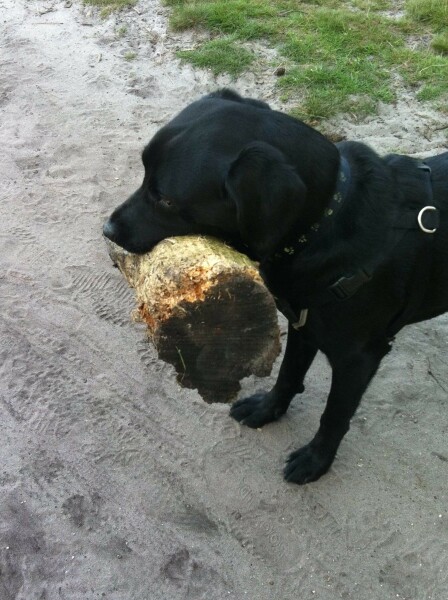 What’s the most random thing you’ve done for your dog?