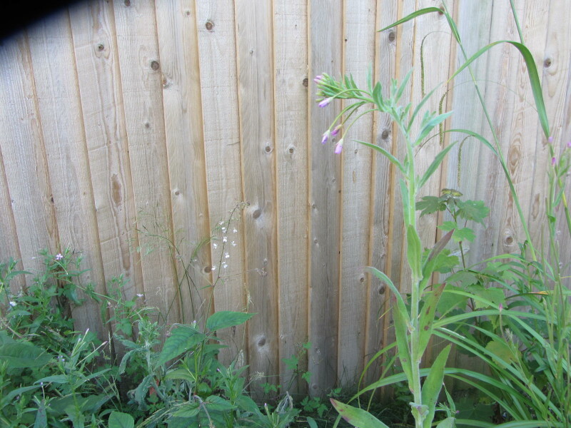 Please help me identify these wildflowers