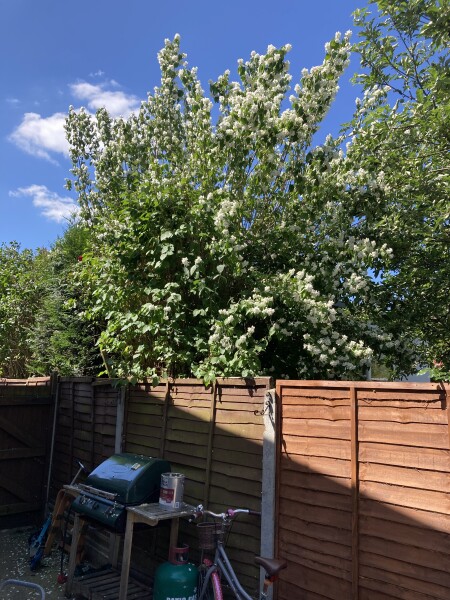 What is this bush/ tree?