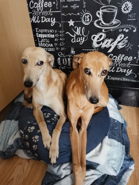 Recommend me medium size, active dog breeds to consider? 