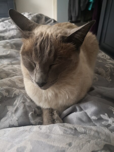 Tell me about your cats weird quirks *light hearted*