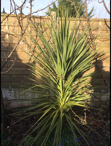 Plant ID