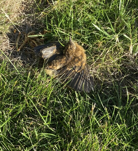 Help! Dog got baby robin