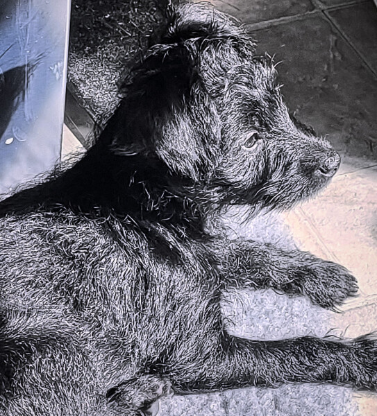 Can we share dog pictures?