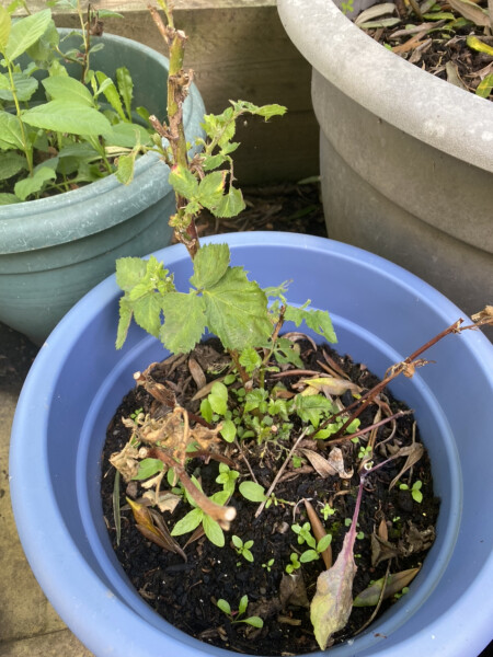 The Vegetable Patch