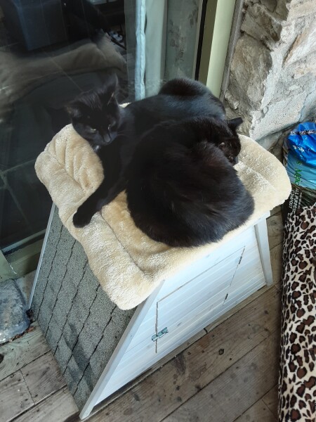 What naughty thing has your cat done today?
