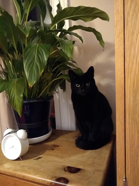 War and Peace Readalong thread 2022 - thread 2