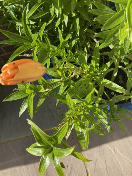 Slug ate my zinnias! 