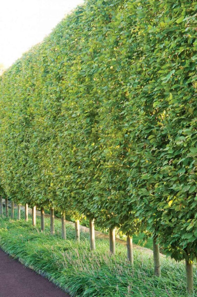 Removing trees/plants from established garden