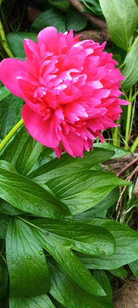 How to move plants from one part of the garden to another
