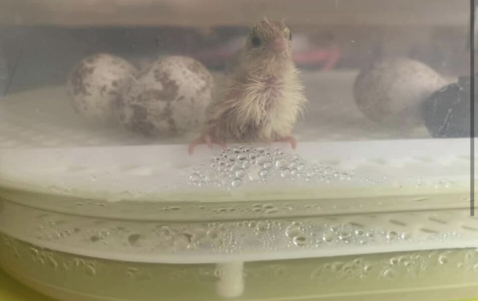 Do you want to see a baby goldfinch
