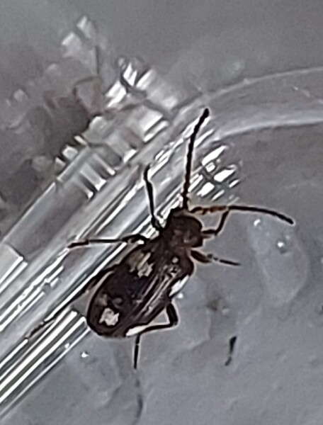 What's this critter?