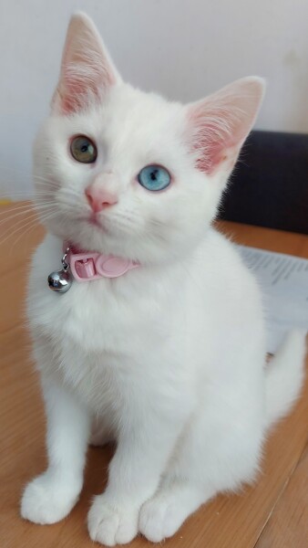 Kitten fleas (kitten photo attached for cuteness)