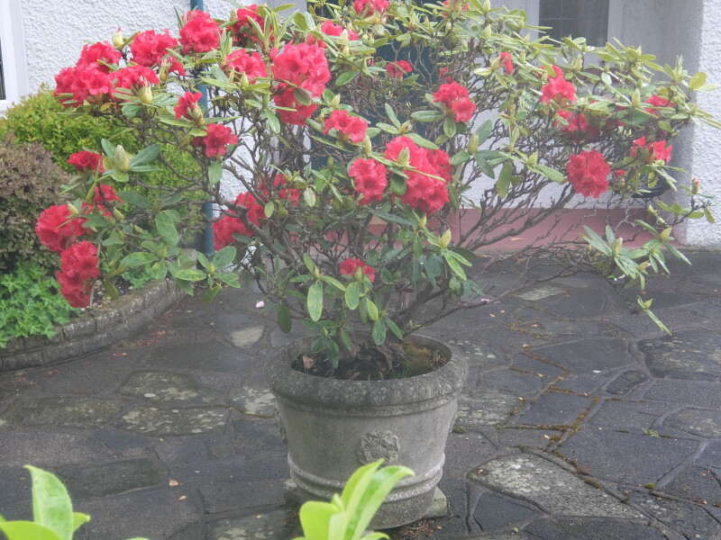Can anyone identify this 1970s rhododendron?